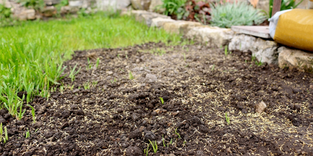 Rasen neu anlegen: wichtige Tipps & Anleitungen image