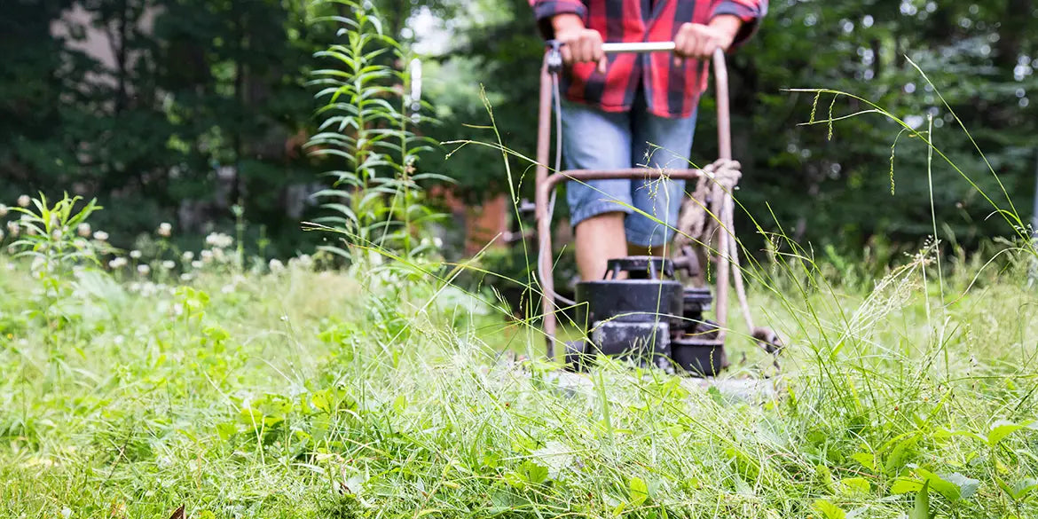 Verwilderte Wiese mähen: So solltest Du hohes Gras mähen