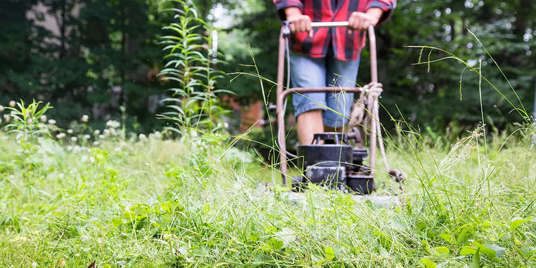 Verwilderte Wiese mähen: So solltest Du hohes Gras mähen