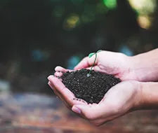 Erde Hände Samen keimt Pflanze Rasenpflege