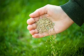 Hand mit Samen Saatgut Rasen Rasenpflege